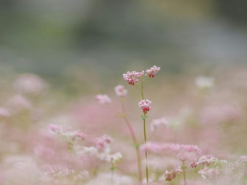 Flores silvestres en flor que representan el crecimiento pausado de la naturaleza.