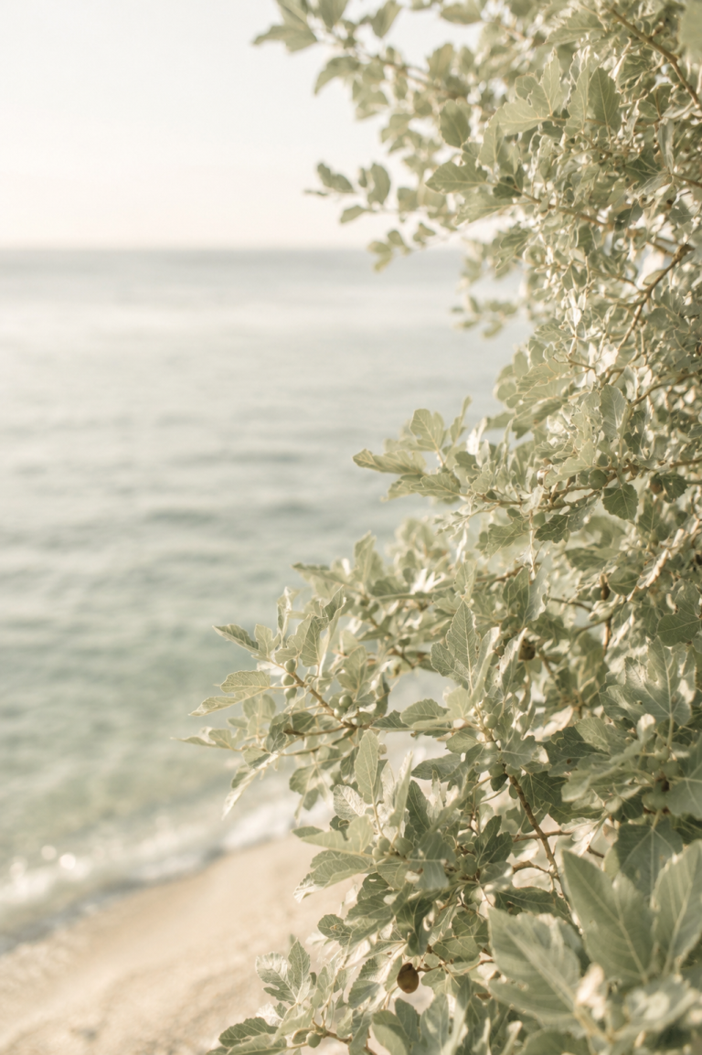 Notas de la naturaleza: la energía del verano