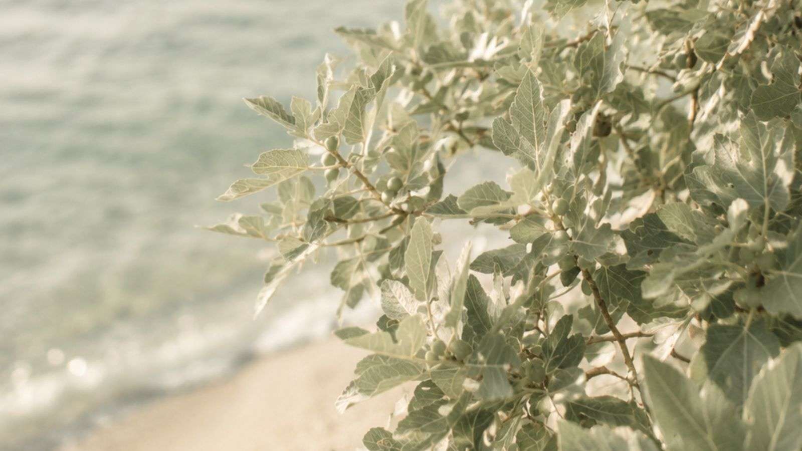 Notas de la naturaleza: la energía del verano