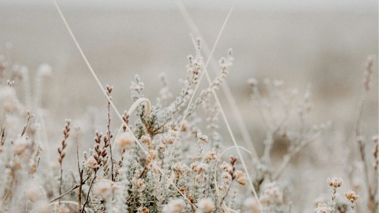 Un nuevo despertar y permiso para el invierno interno